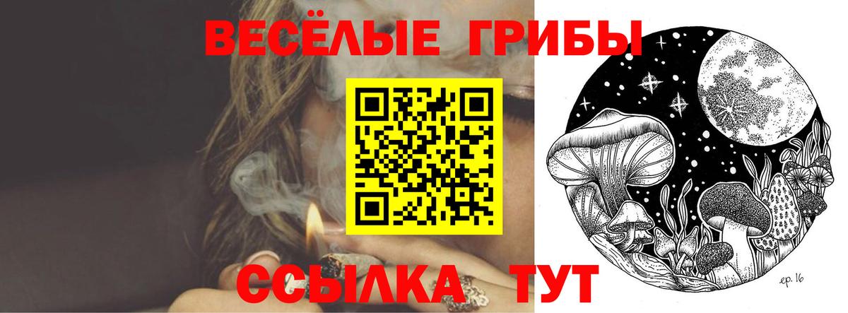 Галлюциногенные грибы Psilocybe Минусинск